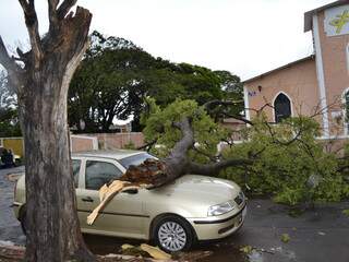 A rua ficou obstruida após a ávore cairu sobre um carro, na Vila Planalto. (Fotos: Simão Nogueira)