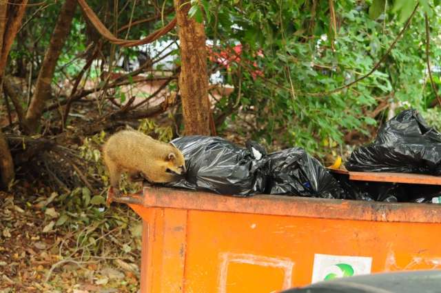 No Parque dos Poderes, revirar lixo vira h&aacute;bito dos quatis