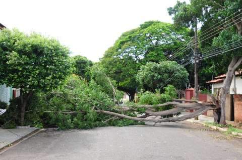 Temporal derruba árvore e rua fica interditada por mais de 10h