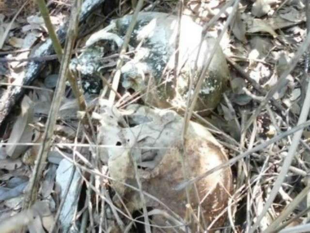 Militares encontram ossadas humanas durante treinamento em mata