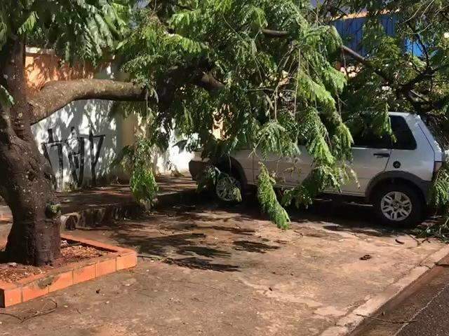 Chuva com ventos fortes derruba &aacute;rvores em cima de carros