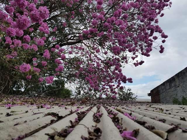 C&acirc;mera no jeito: florada de ip&ecirc;s faz alegria dos fot&oacute;grafos de plant&atilde;o 