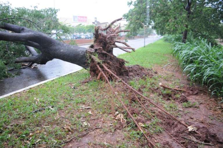 A árvore da avenida foi arrancada pela raiz (Foto: Paulo Francis)