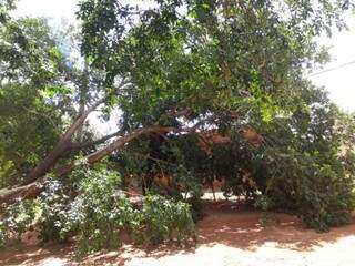 Árvore caída na rua Midas, no Portal Caiobá (Foto: Direto das Ruas)