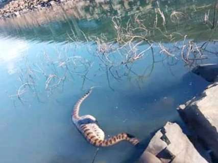 Vídeo mostra sucuri descansando em rio após engolir animal 