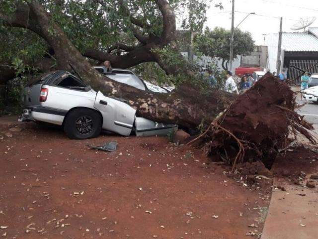 Arrancada pela raiz por vento de 46 km por hora, &aacute;rvore destr&oacute;i Blazer