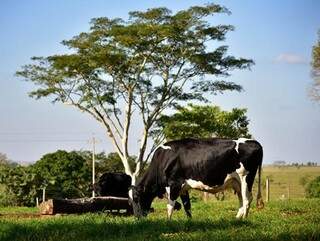 Vaca em propriedade de MS (Foto: Iagro/MS)