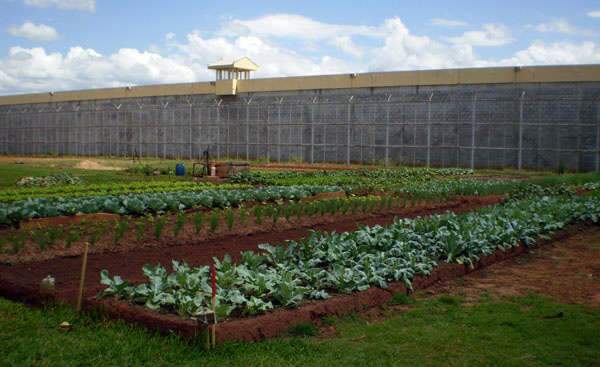  Horta dos presos alimenta idosos