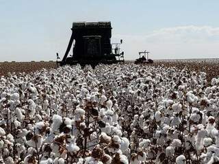 Colheita de algodão em MS, uma das apostas do &quot;agroturismo&quot; (Foto: Robson Carlos dos Santos)