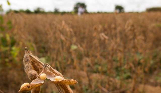 Prazo para cadastro do plantio de soja &eacute; alterado devido as chuvas fortes
