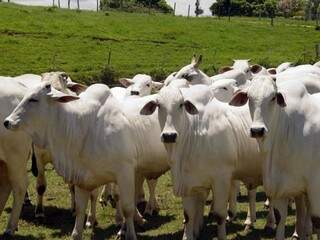 Pecuária bovina de Mato Grosso do Sul apresenta baixo desempenho (Foto: Divulgação)