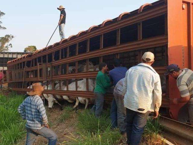 Caminh&atilde;o boiadeiro tomba e gado fica preso em carroceria na MS-316
