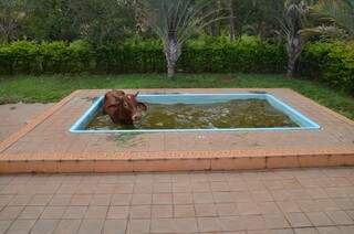 Bai caiu dentro da piscina (Foto: Vanderlei Aparecido)