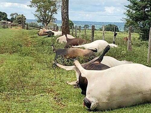Raio atinge fazenda e mata 21 cabe&ccedil;as de gado na regi&atilde;o do Bols&atilde;o