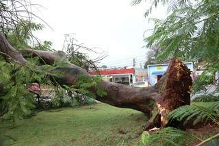 Em Campo Grande na Avenida Afonso Pena uma árvore foi arrancada pela raíz (Henrique Kawaminami)