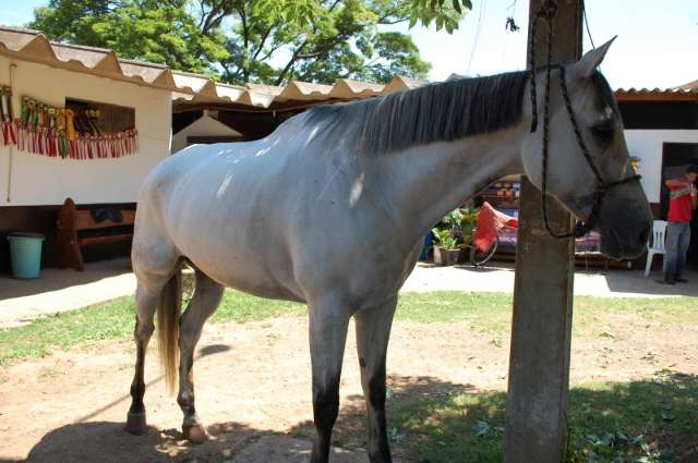 Idoso cai de cavalo e &eacute; reanimado por equipe do Centro H&iacute;pico de Campo Grande