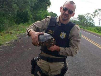 Tartaruga &eacute; encontrada no meio da BR-262, resgatada e solta em mata