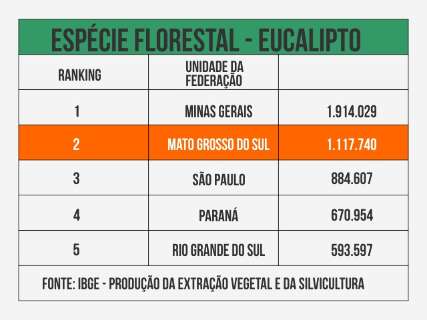 Lavouras que sustentam produ&ccedil;&atilde;o de celulose em MS tem alta de 28%