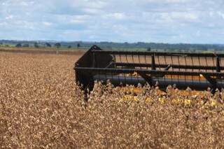 Previsão para 2016 é que safra de soja chegue a 2,4 milhões de hectares de áreas plantadas. (Foto: Famasul)