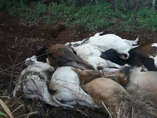 Queda de fio de alta tens&atilde;o mata dez vacas em ch&aacute;cara 