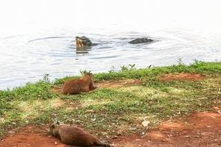 Capivaras dividem espaço no lago do amor com jacaré (Foto: Paulo Francis)
