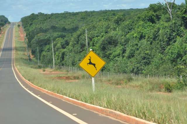 N&uacute;mero de acidentes na MS-040 triplica e MPE abre investiga&ccedil;&atilde;o