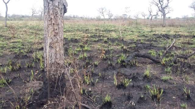 Fazendeiro da Capital causa inc&ecirc;ndio em pastagem e &eacute; multado em R$ 24 mil