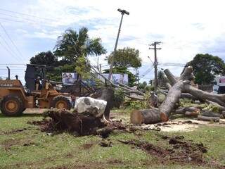 Vento derrubou árvore pela raiz. Prefeitura começou corte no início da manhã. (Fotos: Minamar Júnior)