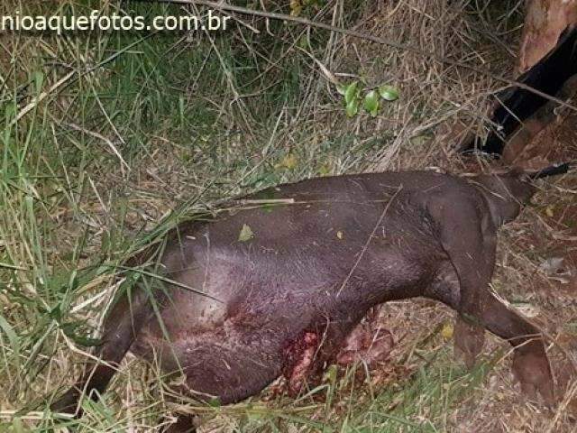 Motorista atropela anta, perde controle de dire&ccedil;&atilde;o e morre ao atingir &aacute;rvore