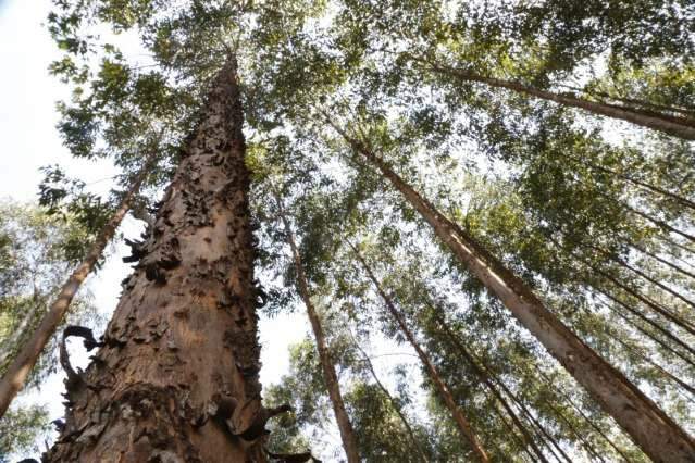 MS tem 2&ordm; maior crescimento do pa&iacute;s e PIB soma R$ 69 bi gra&ccedil;as a agricultura