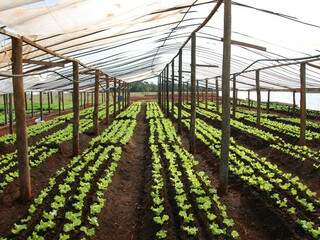 Horta comunitária fornece legumes e verduras para 200 famílias em Costa Rica. (Foto: Divulgação)