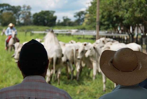 Pesquisas de melhoramento gen&eacute;tico s&atilde;o tema de dia de campo amanh&atilde;