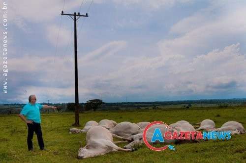 Tornado derruba &aacute;rvores, postes, mata 15 vacas e interdita rodovia