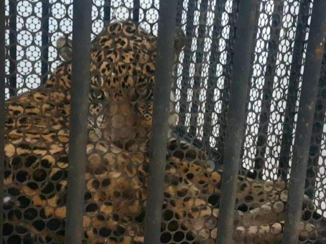 Resgatada no Pantanal, on&ccedil;a-pintada est&aacute; internada em Campo Grande