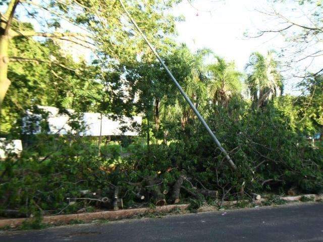 Ap&oacute;s quedas de &aacute;rvores, bot&acirc;nico recomenda avaliar esp&eacute;cies e lugares