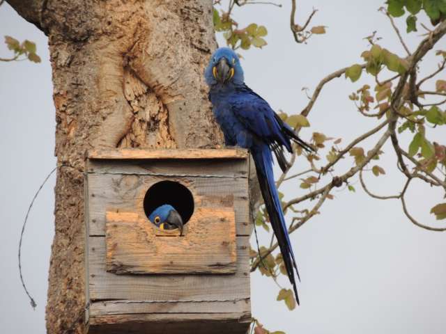 Instituto lan&ccedil;a campanha para quem quer adotar um ninho de arara azul 