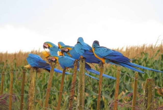 Inscri&ccedil;&otilde;es para Caminhada da Natureza terminam hoje em S&atilde;o Gabriel