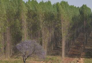 Cultivo de florestas, principalmente eucaliptos, cresce no Estado. (Fotos: Minamar Júnior)