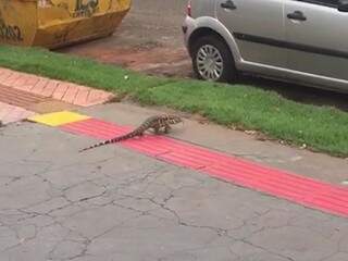 O animal foi flagrado &quot;passeando&quot; por calçada na Rua Goiás. (Foto: Reprodução/Vídeo)