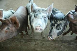 Os porcos são alimentados por alunos da escola Agrícola. 