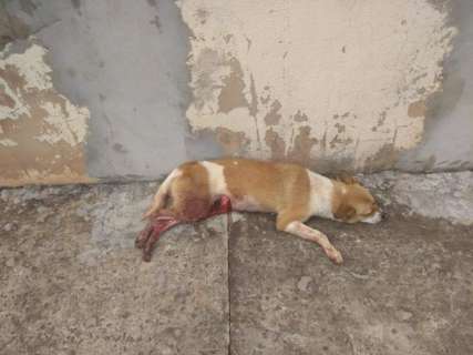 Moradores resgatam cães maltratados em residencial no Coronel Antonino