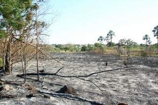 Área destruída se recuperada de um incêndio registrado em agosto de 2011 (Foto: Marcos Ermínio)