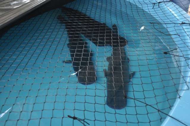 Especialistas de SP v&atilde;o emitir parecer sobre peixes do Aqu&aacute;rio do Pantanal
