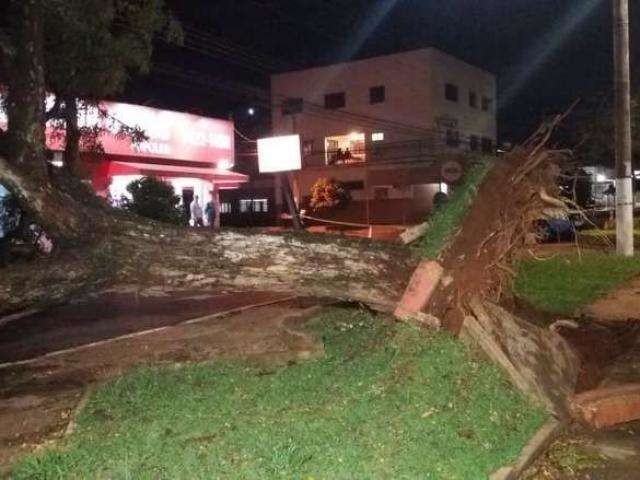 Chuva e ventania derrubam &aacute;rvores e provocam interdi&ccedil;&otilde;es de ruas