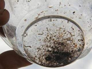 Larvas de dengue encontradas em Campo Grande. Redução de 95% em relação ao ano passado. (Foto: Marcos Ermínio)
