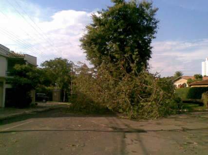  Chuva derruba árvore e prejudica trânsito na Rua Chaadi Scaff em Campo Grande