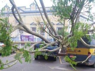 Árvore caída sobre caminhonete em frente ao Mercadão (Foto: Direto das Ruas)