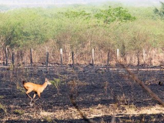 Cervo corre em área queimada no Pantanal; fauna também foi atingida. (Foto: Subcom)