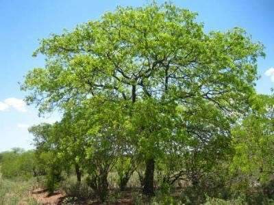 Secretaria de Meio Ambiente suspende corte de árvores para evitar extinção