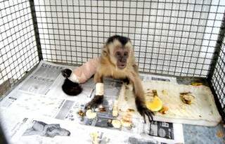 Macaco-prego se recupera no Cras, após cirurgia.(Foto: Divulgação)